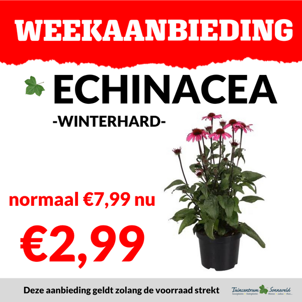 ECHINACEA