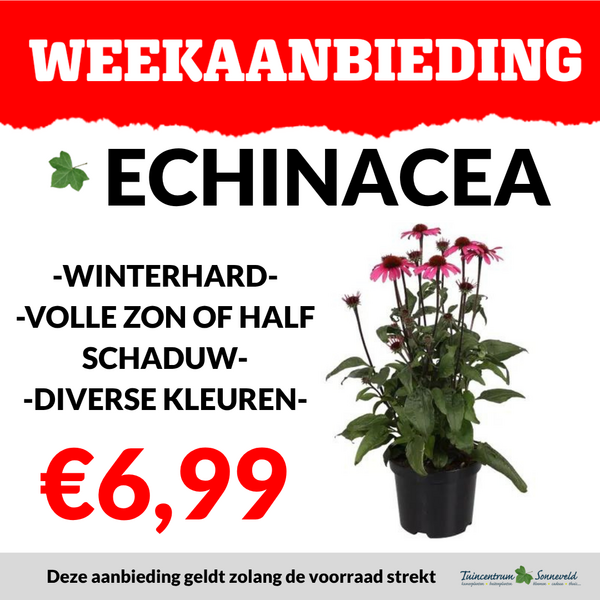 ECHINACEA €6,99