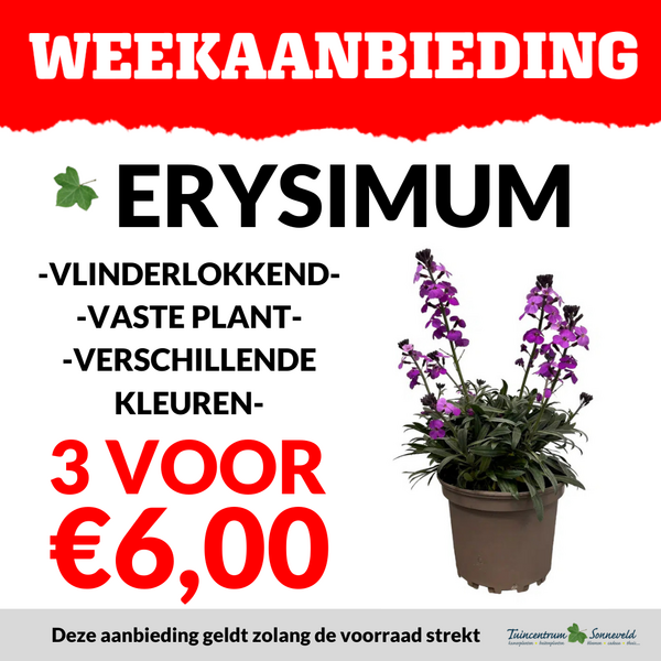 ERYSIMUM 3 VOOR €6,00