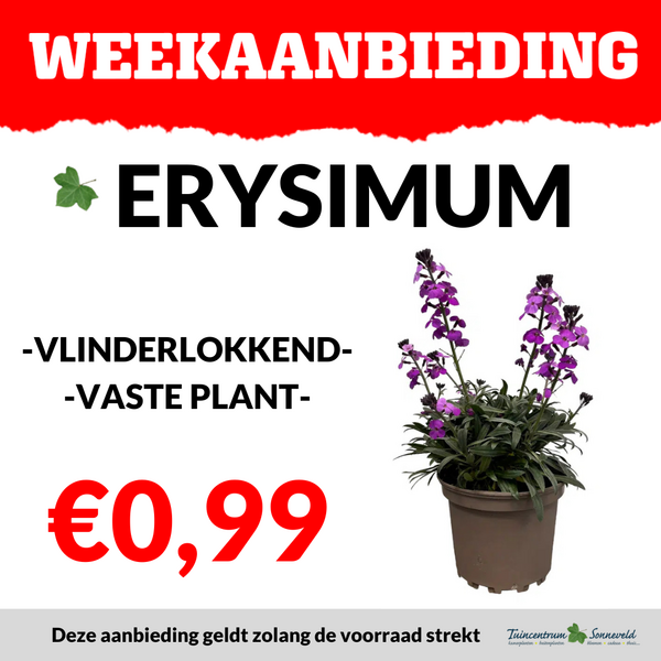 ERYSIMUM €0,99