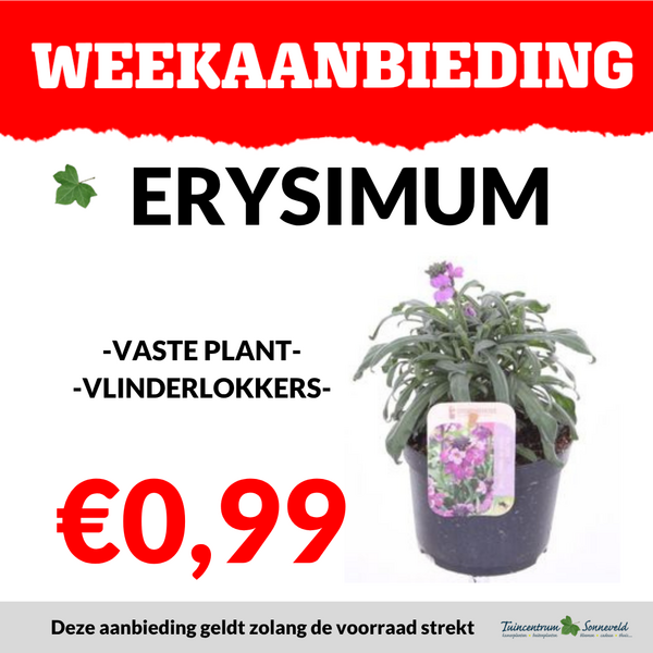 ERYSIMUM €0,99