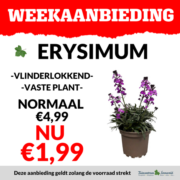 ERYSIMUM €1,99