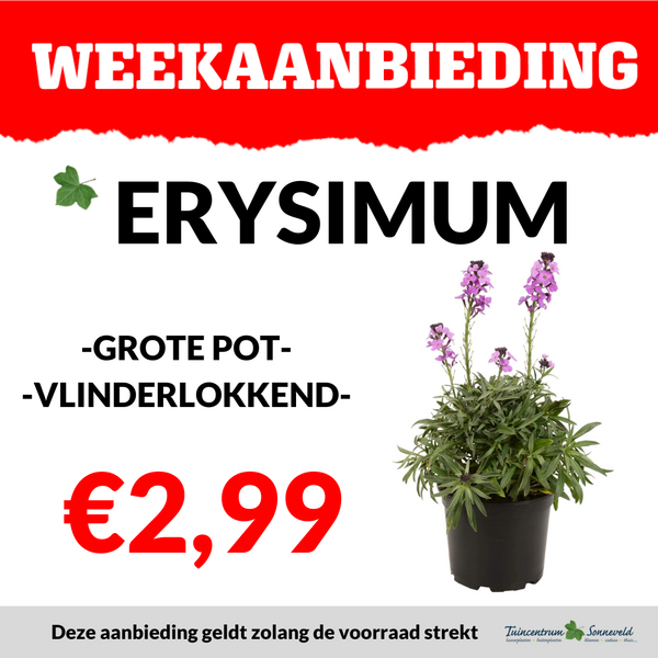 ERYSIMUM €2,99
