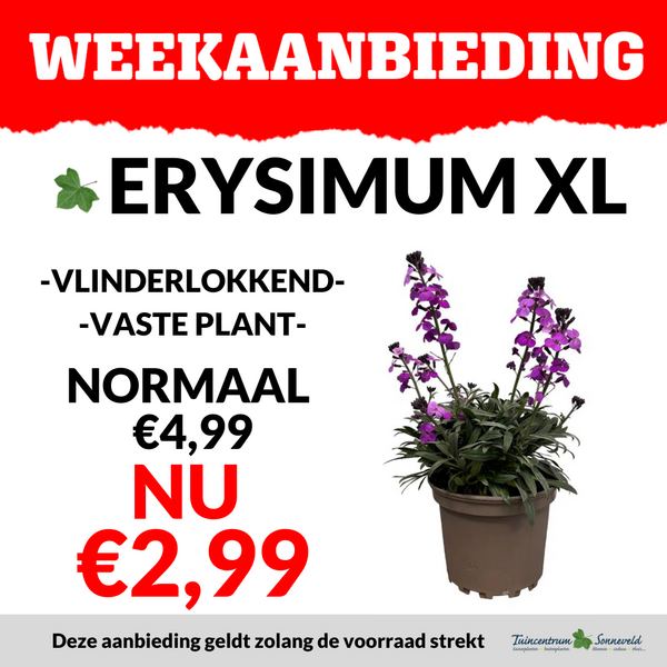 ERYSIMUM XL €2,99