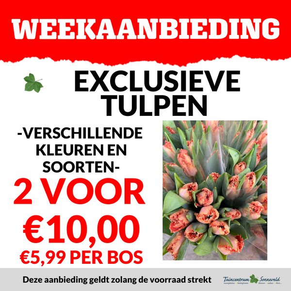 EXCLUSIEVE TULPEN 2 VOOR €10,00