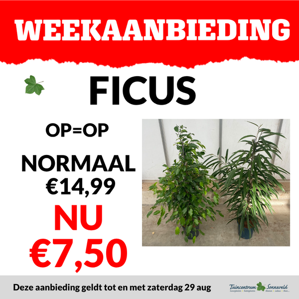 FICUS €14,99 50% KORTING