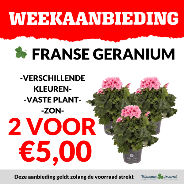 FRANSE GERANIUM 2 VOOR €5,00