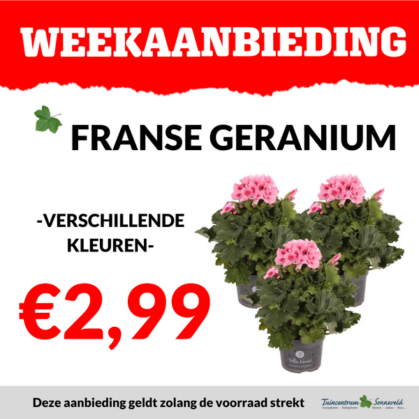 FRANSE GERANIUM €2,99