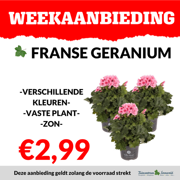 FRANSE GERANIUM €2,99