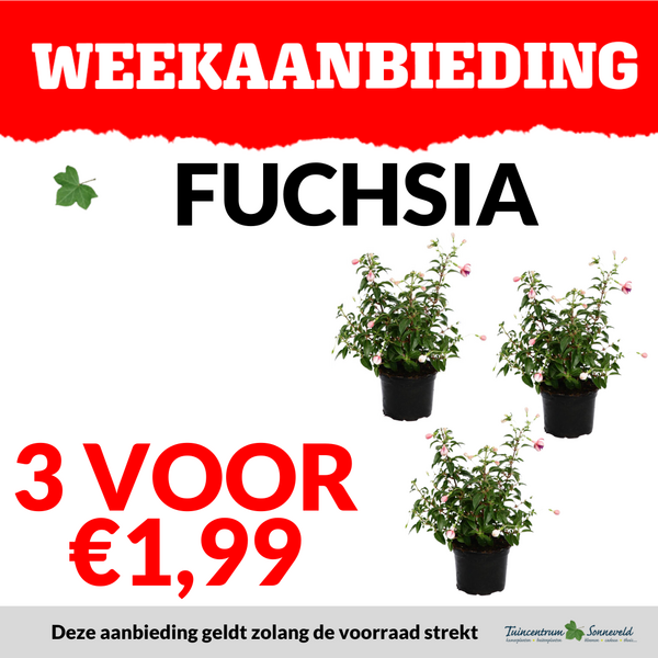 FUCHSIA 3 VOOR €1,99