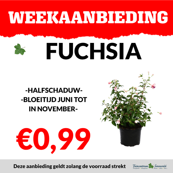 FUCHSIA €0,99