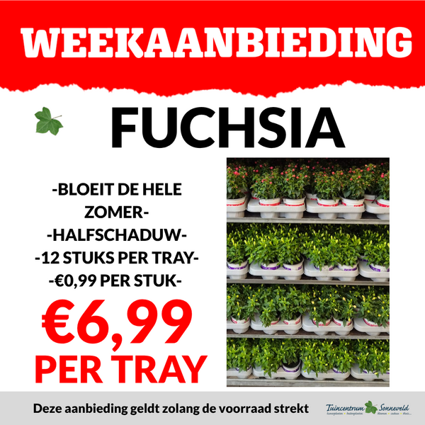 FUCHSIA €6,99 PER TRAY