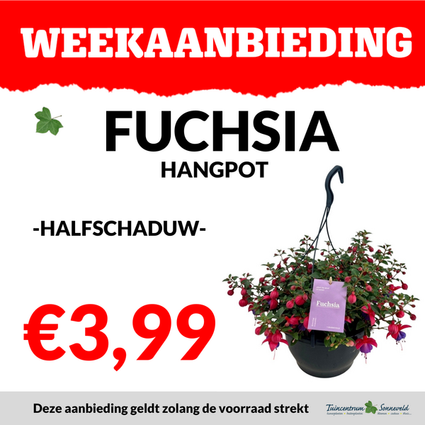 FUCHSIA HANGPOT €3,99