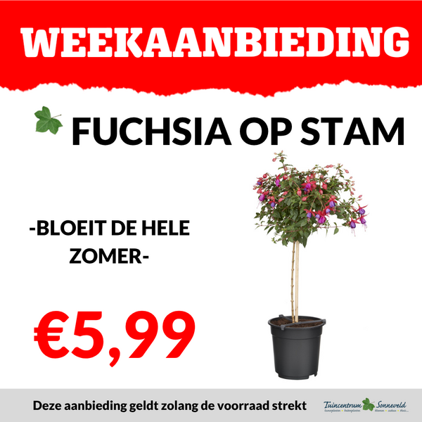 FUCHSIA OP STAM €5,99