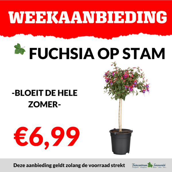 Fuchsia op stam €6,99