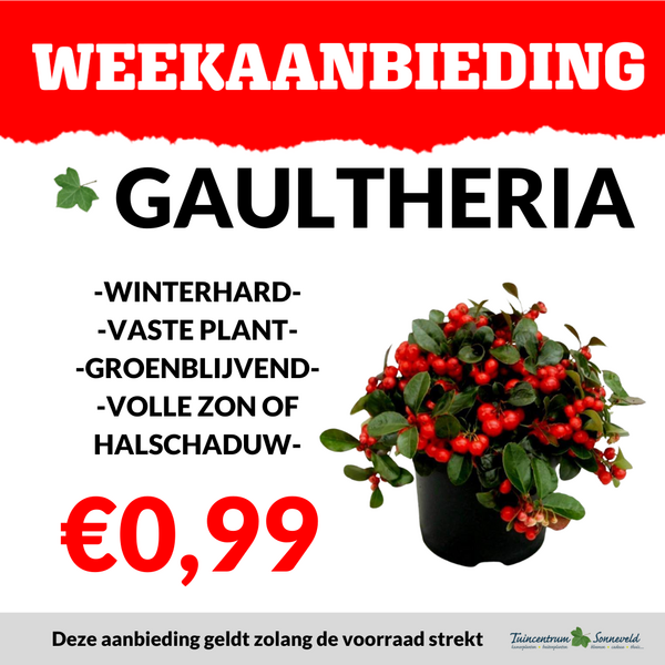 GAULTHERIA €0,99
