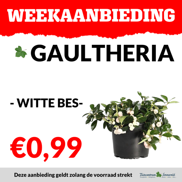 GAULTHERIA €0,99