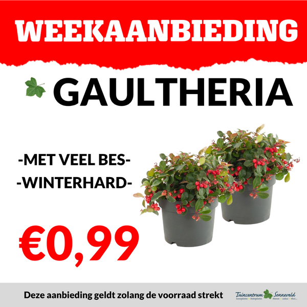 GAULTHERIA €0,99