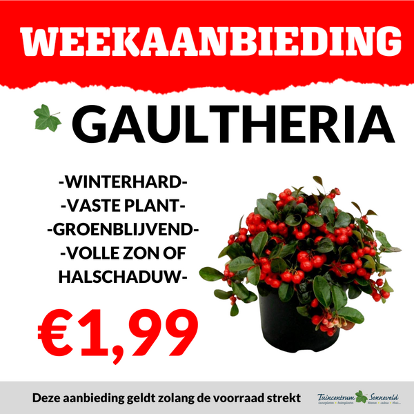 GAULTHERIA €1,99