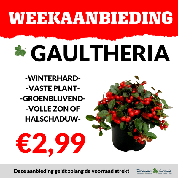GAULTHERIA €2,99