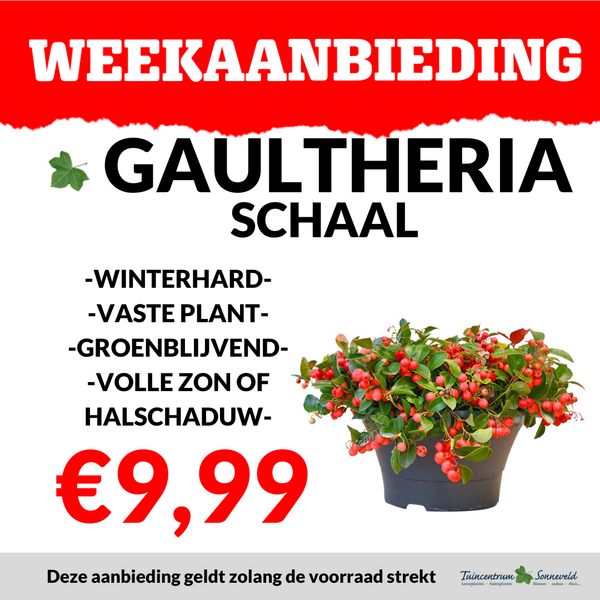 GAULTHERIA SCHAAL €9,99