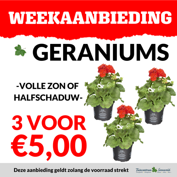 GERANIUM 3 VOOR €5,00