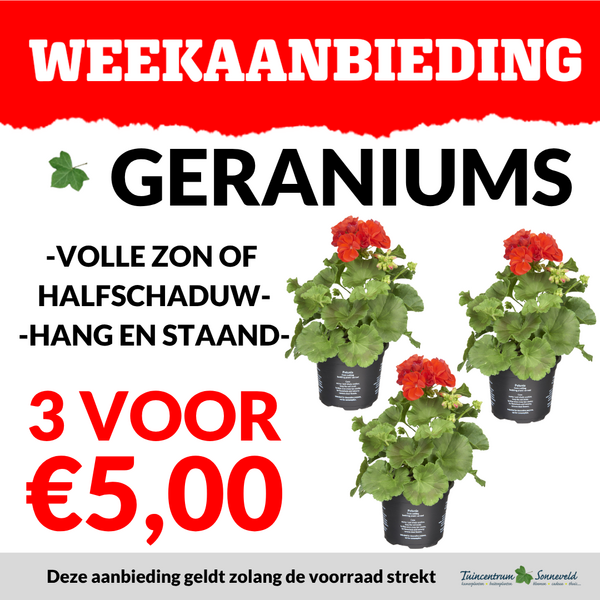 GERANIUM 3 VOOR €5,00
