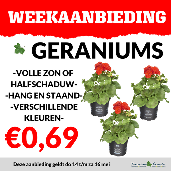 GERANIUMS €0,69