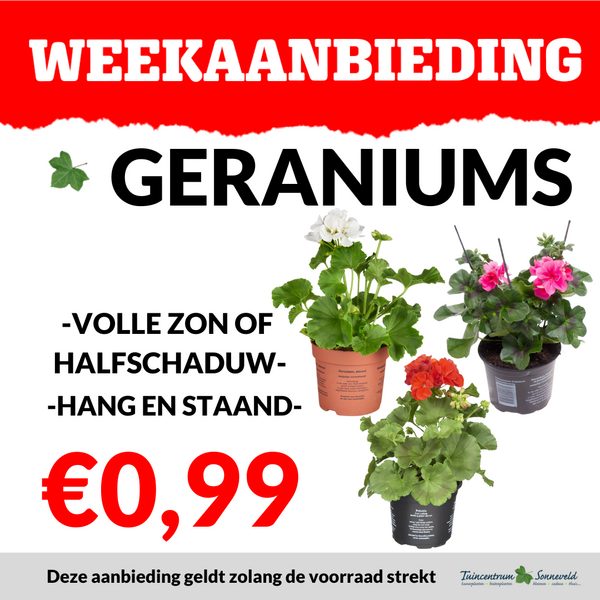 GERANIUMS €0,99