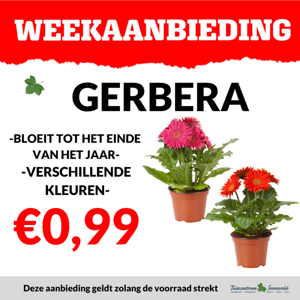 GERBERA €0,99