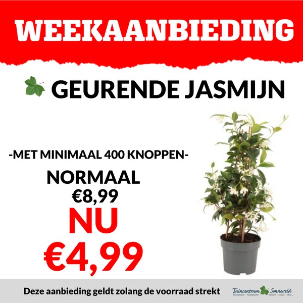 GEURENDE JASMIJN €4,99