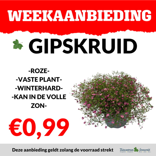 GIPSKRUID €0,99