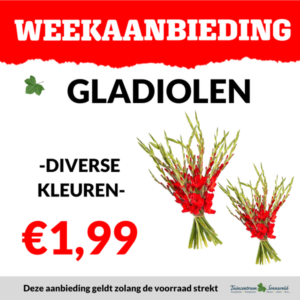 GLADIOLEN €1,99