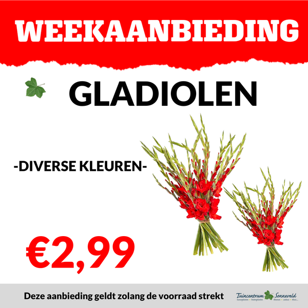 GLADIOLEN €2,99