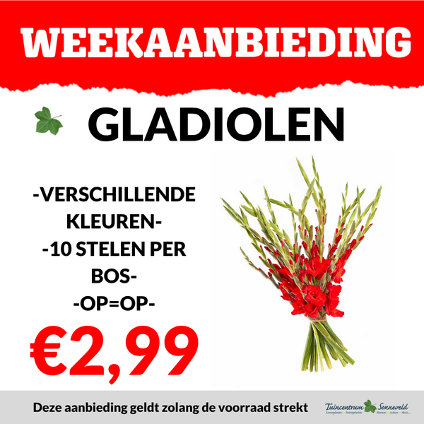 GLADIOLEN €2,99