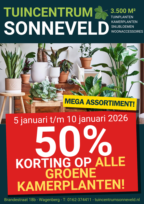 GROENE KAMERPLANTEN 50% KORTING