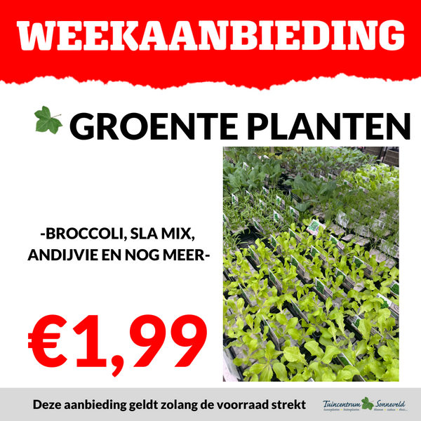 GROENTE PLANTJES €1,99