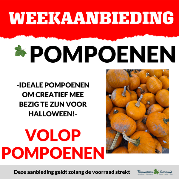 HALLOWEEN POMPOENEN