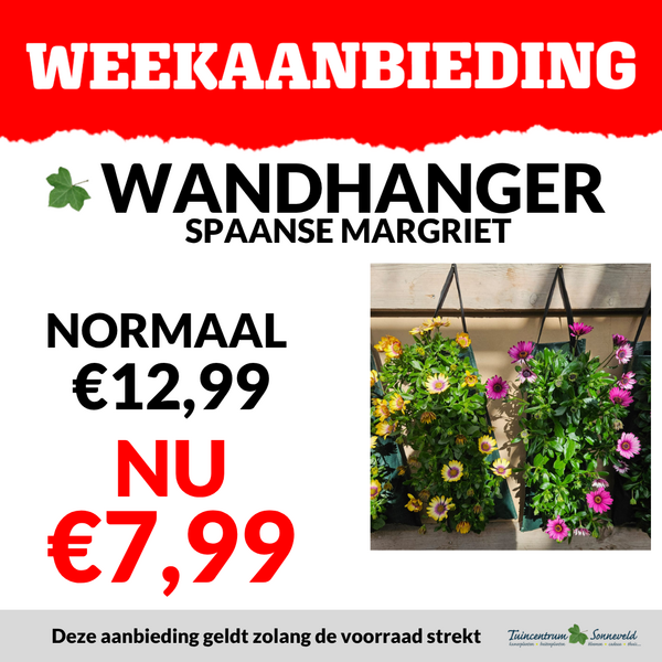 hangtas spaanse margriet €7,99