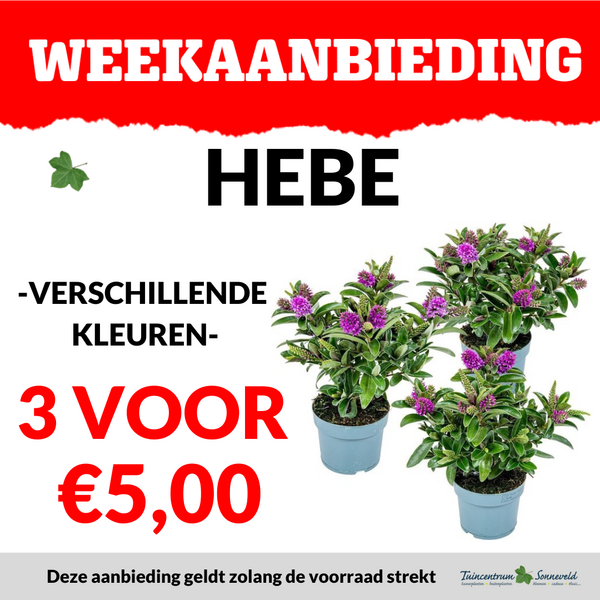 HEBE 3 VOOR €5,00