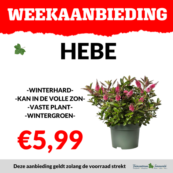 HEBE €5,99
