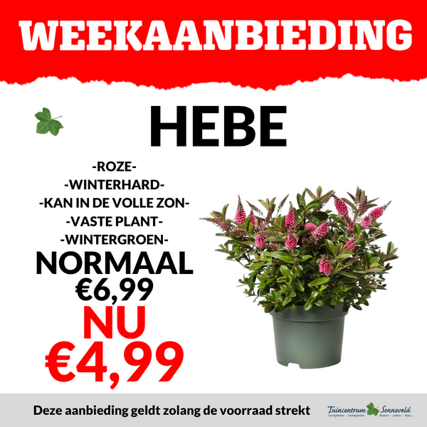 HEBE €6,99