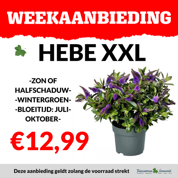 HEBE XXL €12,99