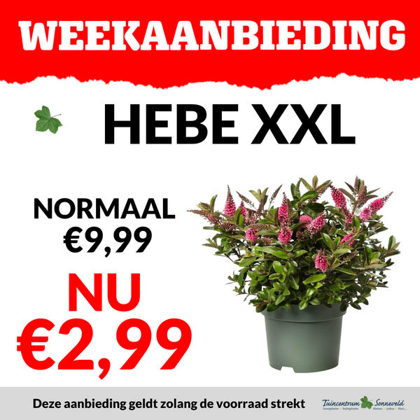 HEBE XXL €2,99