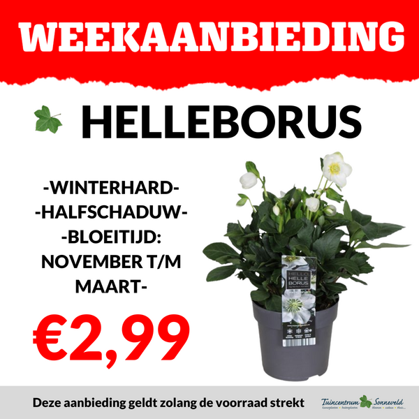 HELLEBORUS €2,99