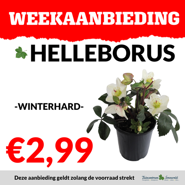 HELLEBORUS €2,99