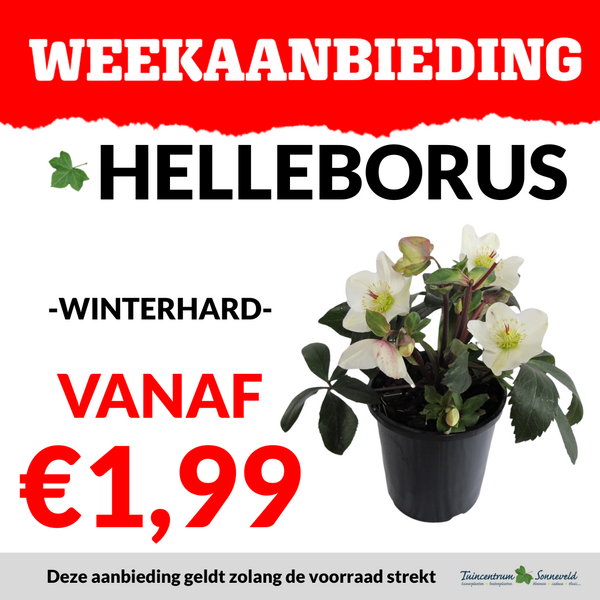 HELLEBORUS VANAF €1,99