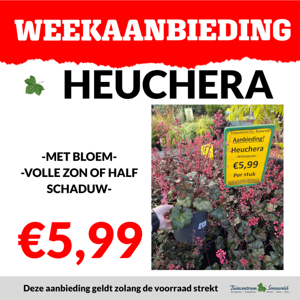 HEUCHERA €5,99