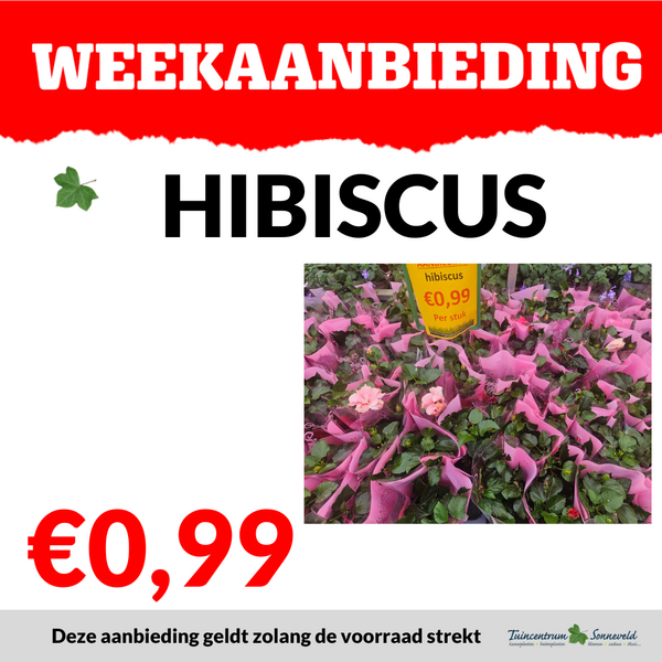 HIBISCUS €0,99