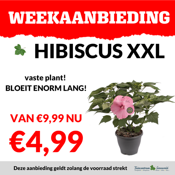 HIBISCUS XL